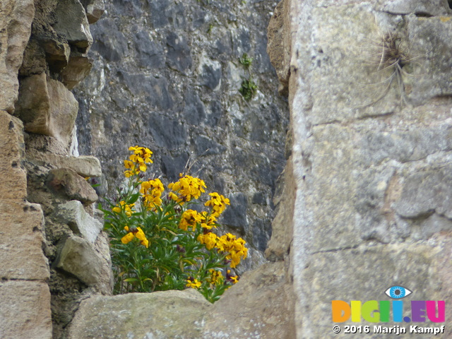 FZ028659 Flowers at Chepstow Castle